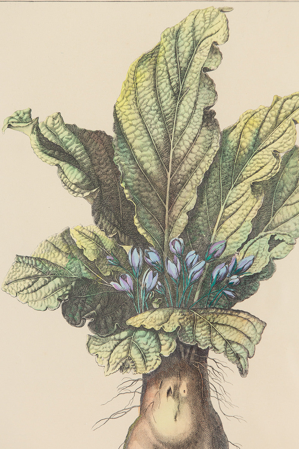 17th Century Mandrake Root Botanical Engraving