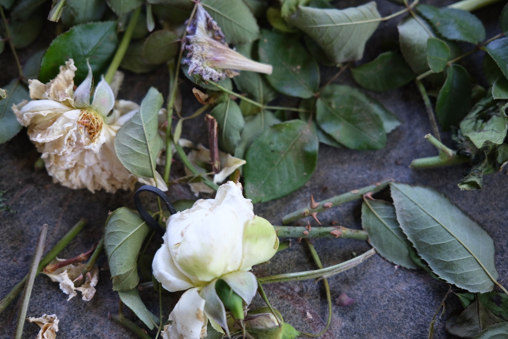 Ecoprinting with Hellenius Botanicals