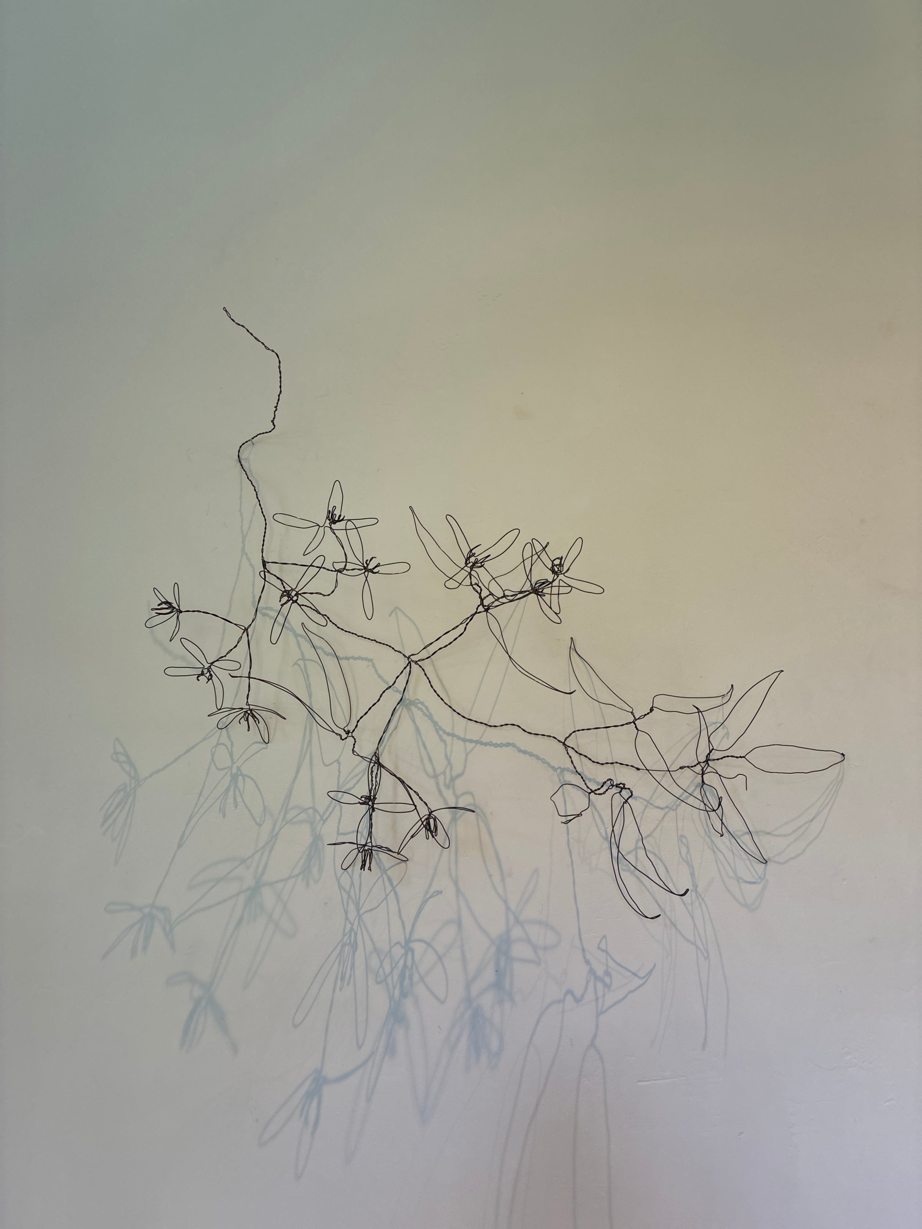 Isabelle Tanov Clematis