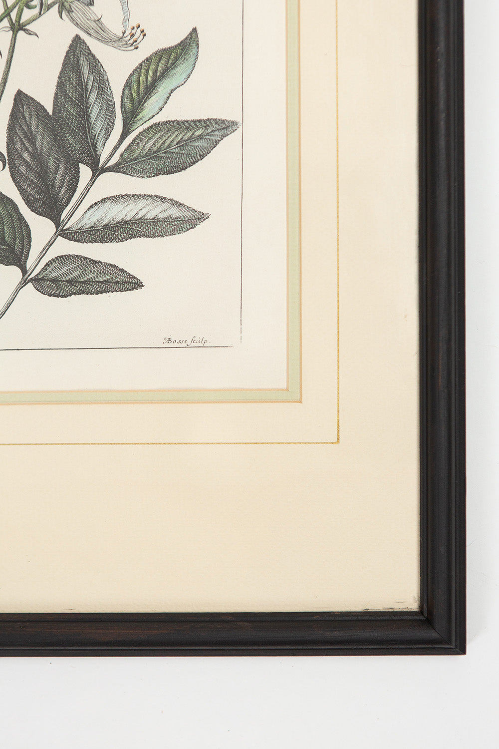 17th Century Burning Bush Botanical Engraving