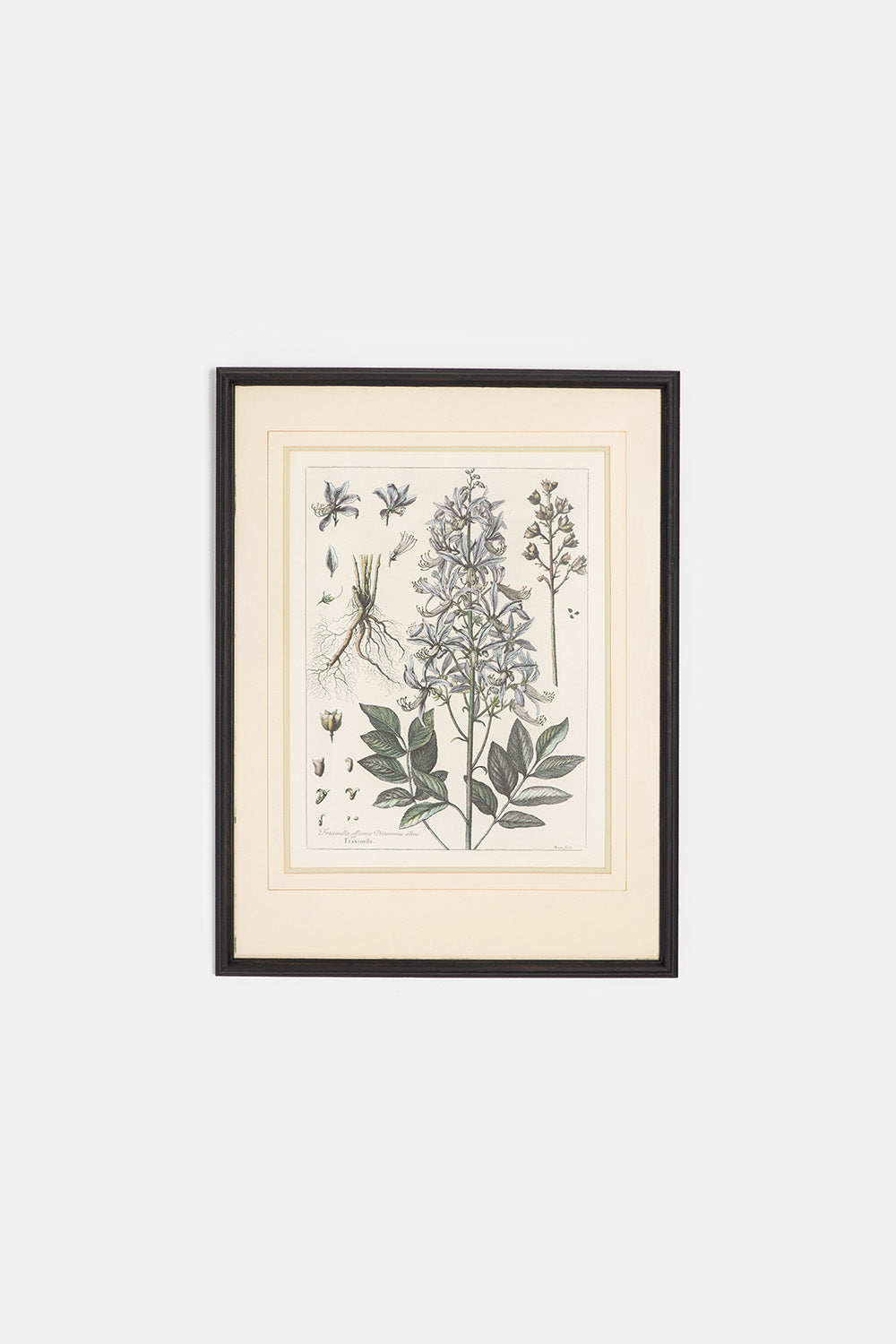 17th Century Burning Bush Botanical Engraving