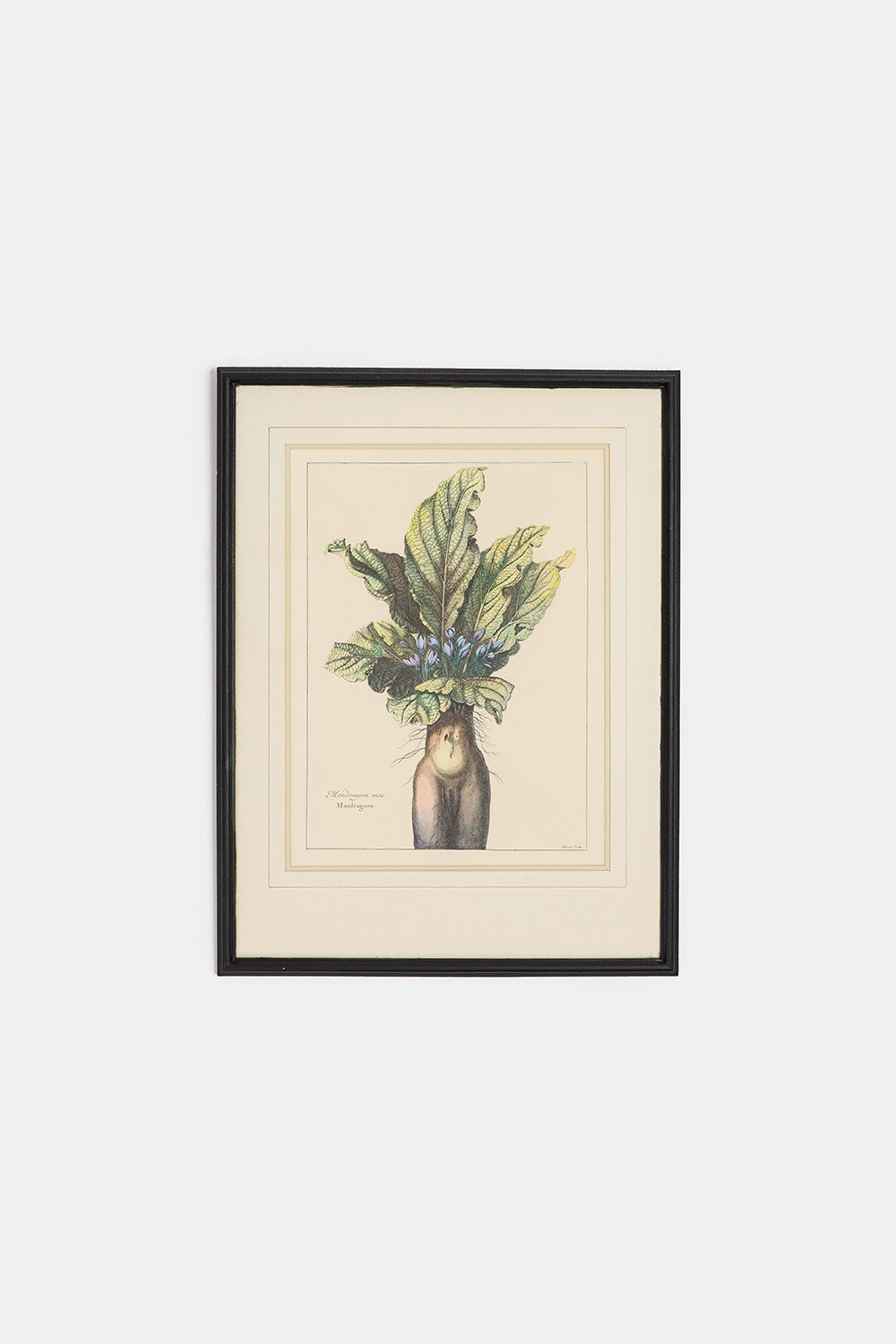 17th Century Mandrake Root Botanical Engraving