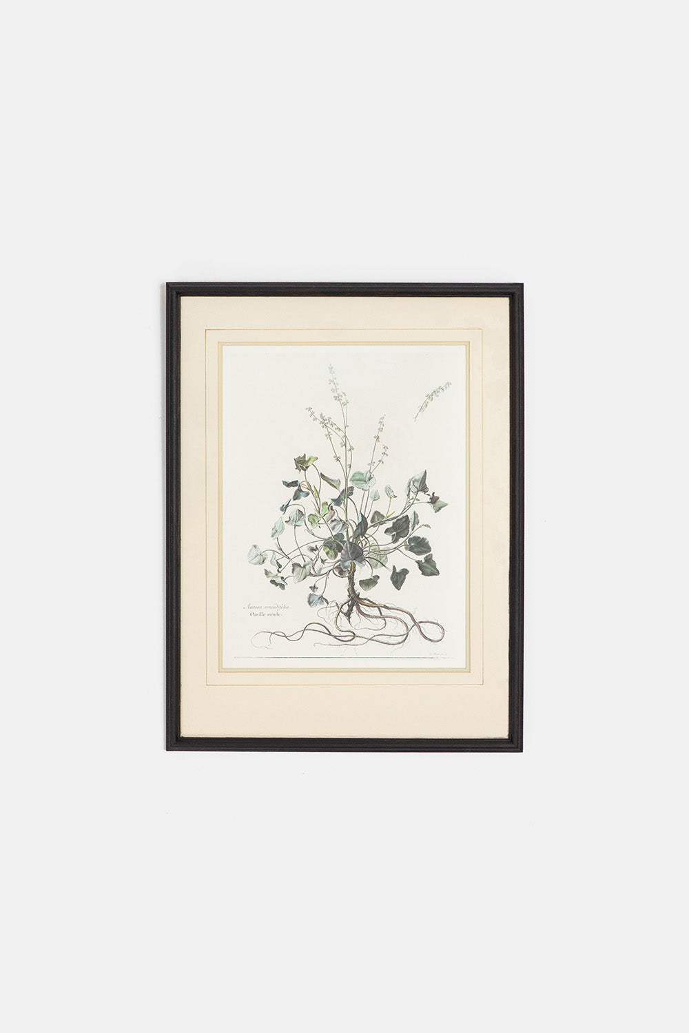 17th Century French Sorrel Botanical Engraving