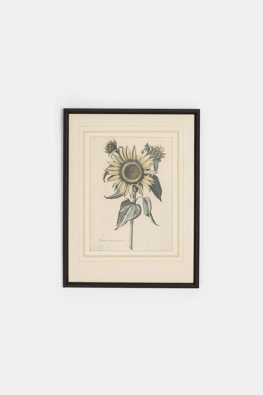 17th Century Sunflower Botanical Engraving