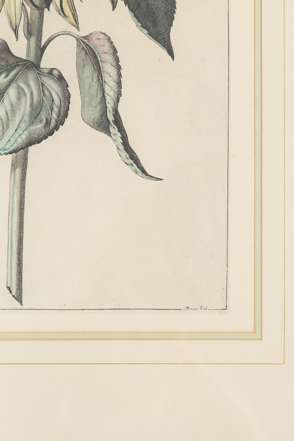 17th Century Sunflower Botanical Engraving
