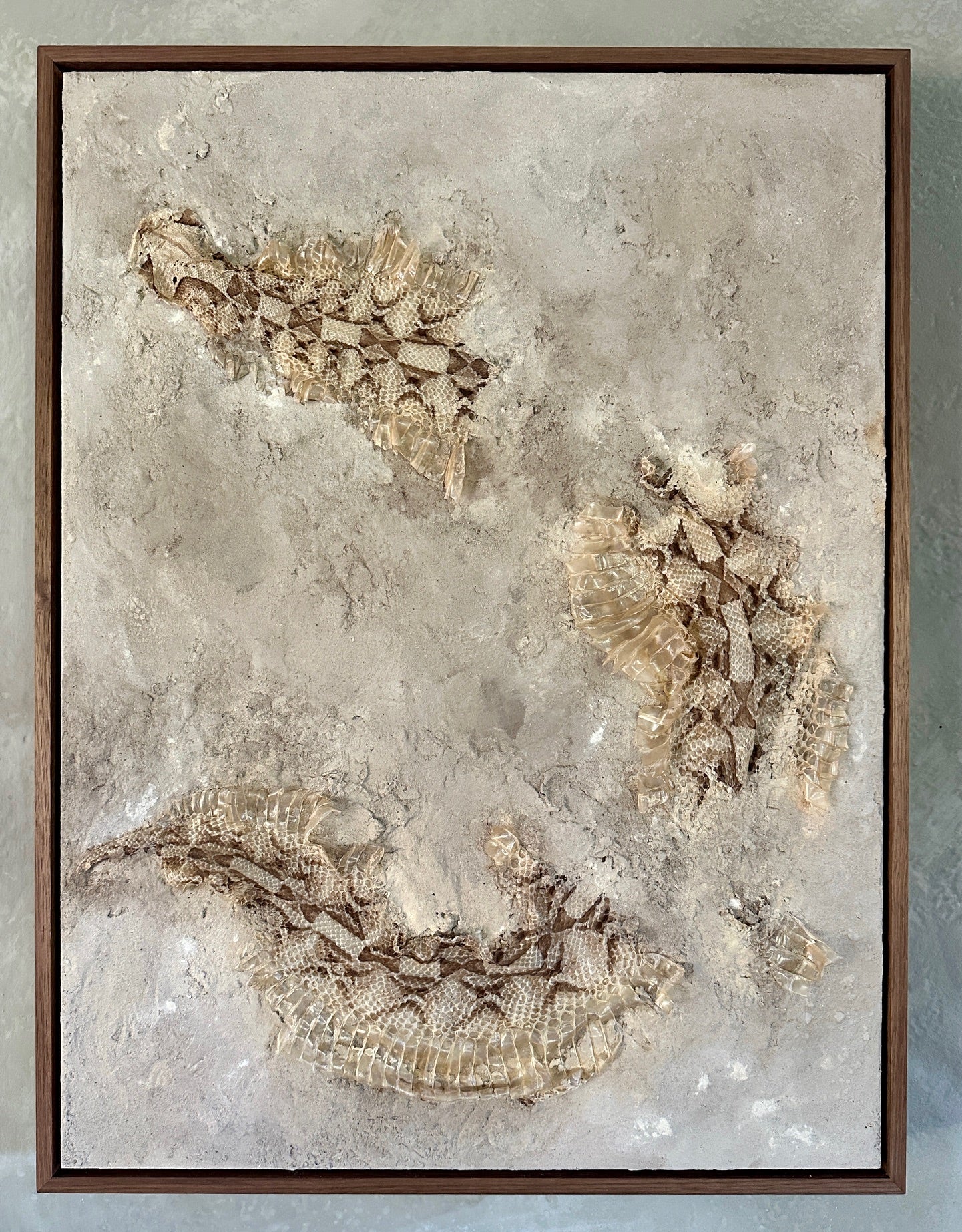 Syslee Rawlinson Gaboon Viper No. 1