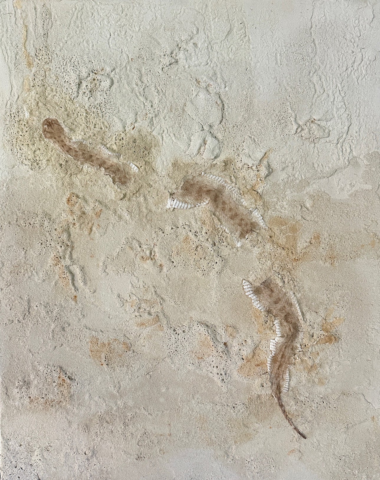 Syslee Rawlinson Desert Horned Viper No. 1