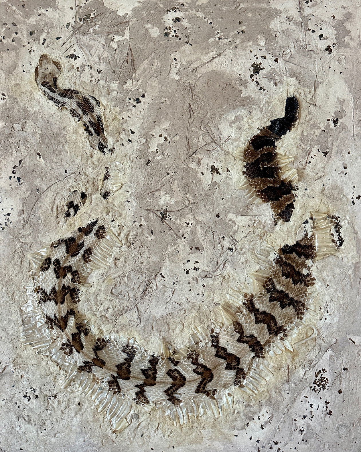 Syslee Rawlinson Canebrake No. 1