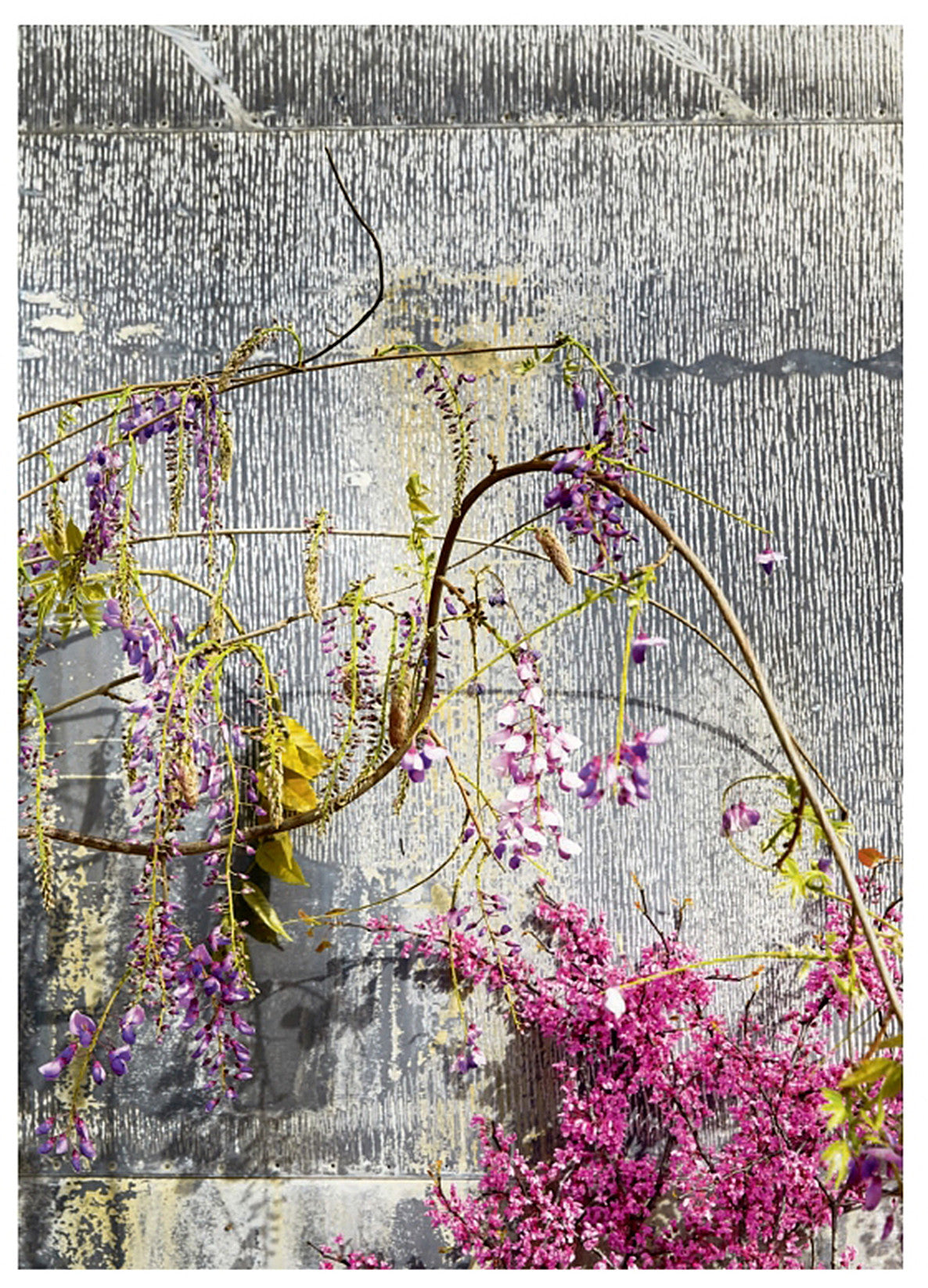 Foraged Flora by Louesa Roebuck & Sarah Lonsdale